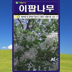 이팝나무 씨앗 이팝나무 씨 종자 100립, 1개
