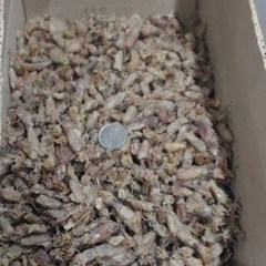 아름건어물 국내산 호래기 건꼴뚜기 1.5kg 박스, 1개