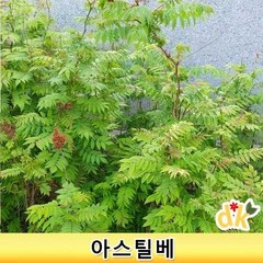 들꽃닷컴]야생화 아스틸베(노루오줌) 노지월동 조경용인기 4치(10cm) 24개