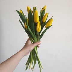 다이아몬드릴리(Diamondlily) 내방에 튤립 한단 노랑 옐로우 생화 꽃다발, 생화만구매