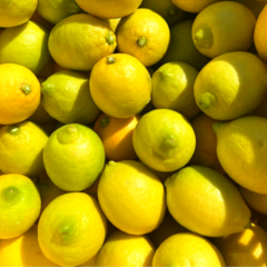 산지직송 프리미엄 청정 제주 레몬, 1개, 2.5kg 상품 (사이즈 혼합)