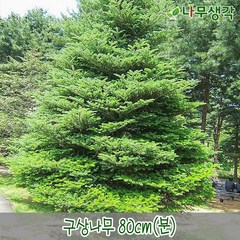 착한가격 나무생각 / 구상나무 / 80cm, 주