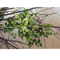 자작나무가지 대형 1m30cm/자작나무잎 24장/화이트 24장/조화가지/인조나뭇잎, 대형 자작나무가지