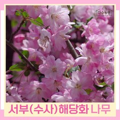 수사해당화나무 묘목 R4cm 개화주(분) 1개