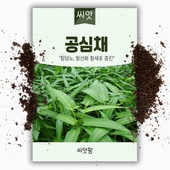 공심채 씨앗 (10g) 동남아 아열대 채소, 1개