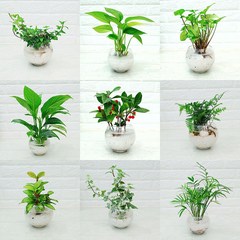 [하늘꽃농원] 수경재배 화분+자갈+식물 세트 9종 택1, 1개, 후마타고사리