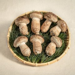 특가할인+이벤트 [젊은농부] 송화버섯 정품 1kg 250g 당일수확 발송 명품버섯 고기버섯 1키로 250g 무농약 대가맛있는 송화버섯 선물세트 본사직배송, 고급형(250g)