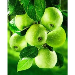 알로데 싱그러운 사과 풋사과 DIY 보석십자수 라운드 40 x 50 cm, 2, 1개
