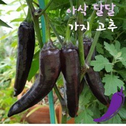 국내산 강원도 햇 가지고추 500g 1kg(특) 당일수확 (농가직판) 가지고추 보라도리가지고추, 500g(특), 1개