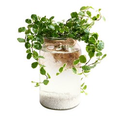 푸미라 수경재배 키우기 세트 공기정화식물 천연가습, 1개