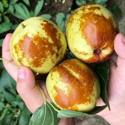 꿀품 산지직송 사과대추 왕대추, 500g(특과), 1개