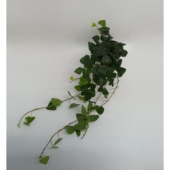 보거스플라워 아이비 10~120cm 식물 모음 수성 공기정화식물 행잉플랜트 식물 스킨답서스, 2,1. 하트 아이비 70cm, 1개