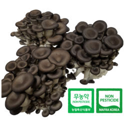 산지직송 무농약 GAP 느타리버섯 6팩 흑타리버섯, 180g, 6개