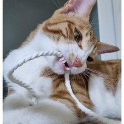 캣츠크라프트 고양이 이갈이 장난감 고양이치발기 2m, 화이트색 2m
