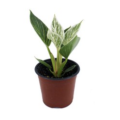 감동샵 무늬 콩고나무 필로덴드론버킨 필로덴드롱 공기정화식물, 1개