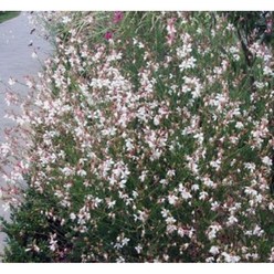 후쿠시아꽃흰색