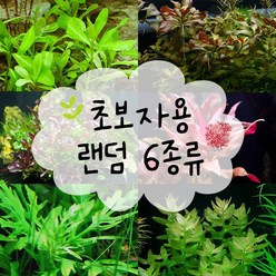 피알피쉬 450 수초 (1.5자 초보자용 수초) 30촉내외, 1세트, 1개, 1개