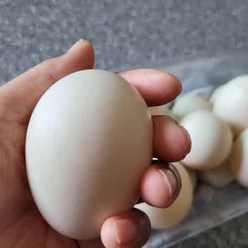 [기러기알] 영양이 풍부한 유정란 사향오리알 10개 흙사랑농장 모이랑, 1개, 10구