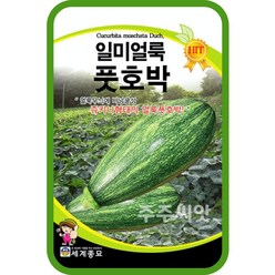 일미 얼룩풋호박 씨앗 30립 / 조선호박 씨앗 종자 재배 텃밭가꾸기 채소심기, 1개