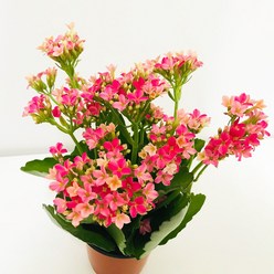 앙플랜트 사계절 보는 꽃 칼랑코에 공기정화식물 생화 소형 (색상랜덤), 1개