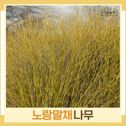 말채나무 묘목 노랑말채 키80cm 5개