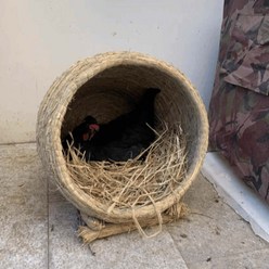 이동식 닭 메추리 산란통 둥지 알집 볏짚 지푸라기, 오픈 50cm 초대형 (거위둥지)