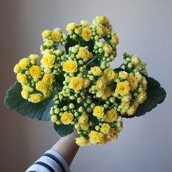 [무지개/ 색상선택17종] 칼란디바 (카랑코에 겹꽃), 1개, 02. 연노랑 (테론)