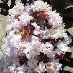 자엽백일홍나무 묘목 자엽배롱 (블랙다이아몬드) 흰색꽃 삽목2년특묘, 1개, 혼합색상