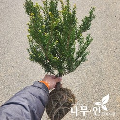 [나무인] 눈주목 2개 둥근주목