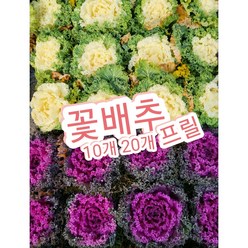 꽃배추-프릴 10개 20개/겨울조경의 최강자, 20개, 20개