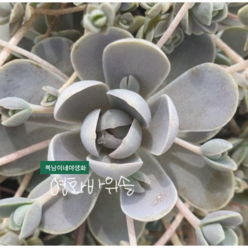 연화바위솔 [3포트] (복남이네 야생화 모종 다육식물 새덤 바위솔 ﻿succulent), 1개