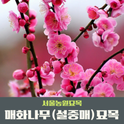서울농원묘목/매화나무 설중매 접목1년생 묘목 꽃나무 조경수 관상수, 상묘, 1개