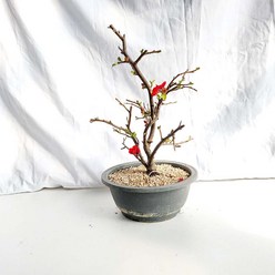 홍천조 붉은 빨간 꽃 홍 명자 나무 산당화 묘목 화분 분재 키우기, 1개