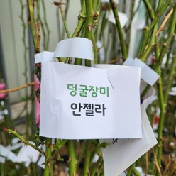 [무배]덩굴장미(대) 안젤라 핑크 2023 새상품, 1개