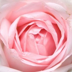 로즈워터 (Rose infused Water), 500ml