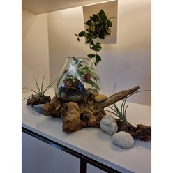 테라리움 이끼아띠(완제품)20cm 나무+유리+식물디자인 픽업상품 플랜테리어 공간장식 실내공기정화 반려식물 선물 단체주문제작 클래스문의