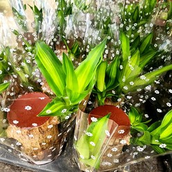 에덴플랜트 칼라 무늬 행운목 공기정화식물 행운식물 수경재배 돈나무 천연가습, 1개