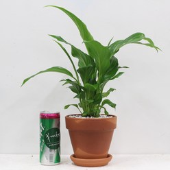 꽃피우는청년 이태리토분 실내공기정화식물, 스파티필름