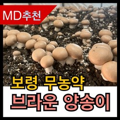 [보령] 무농약 브라운 양송이 버섯 친환경 갈색, 2kg(실속), 1개