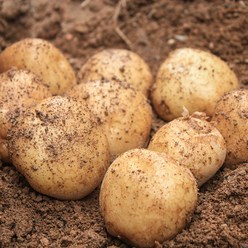 직거래농민장터 햇감자 포슬포슬 국내산 감자, 10kg (특, 찜용.요리용), 1박스