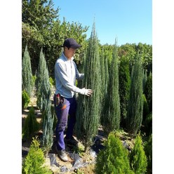 스카이로켓향나무 싸이프러스 삽2년포트~키80cm화분 트리팜, 삽2년포트, 1개