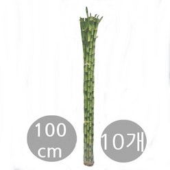 트리앤 개운죽 100cm (10개) 실내습도조절 공기정화식물 미세먼지제거 행사용 실내장식, 10개