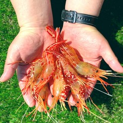 [한손수산]독도새우 꽃새우 닭새우 도화새우 (500g / 1kg 생 새우회 냉동), (일반형) 독도 활 꽃새우 300g, 1개