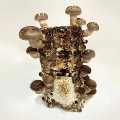 [해담은농장] 버섯키우기 키트 표고버섯 배지 국산 유기농 참나무 톱밥 100%, 표고배지
