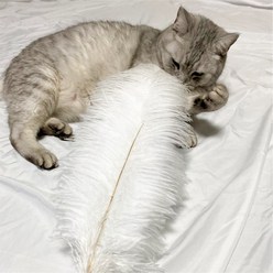 고양이 행동유발 사냥놀이 장난감 타조 깃털 45cm 냥냥펀치 키우기 용품, 1개