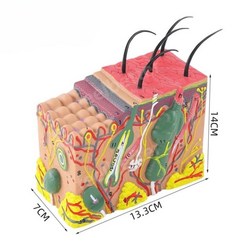 피부 모형 인체 해부 두피 모발 모낭 구조 확대 해부학 구조 주사 50배 확대, B.30개 표시기로 50배 확대