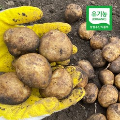 제주 오가닉스 유기농 감자 대지마 알감자, 5kg, 1개