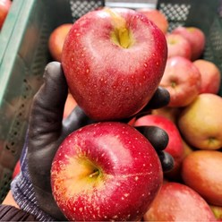 사과중 최고의맛 당도끝판왕 문경 감홍사과, 1박스, 5kg