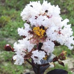 목하원예조경 백일홍나무 묘목 자엽배롱 (블랙다이아몬드) 흰색꽃 삽목2년 화분묘, 1개