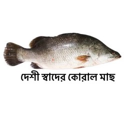 S.N. FOOD FROZEN KORAL CUT (냉동코랄절단)미얀마 생선 1.5KG, 1개